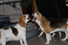 Beagles spielen